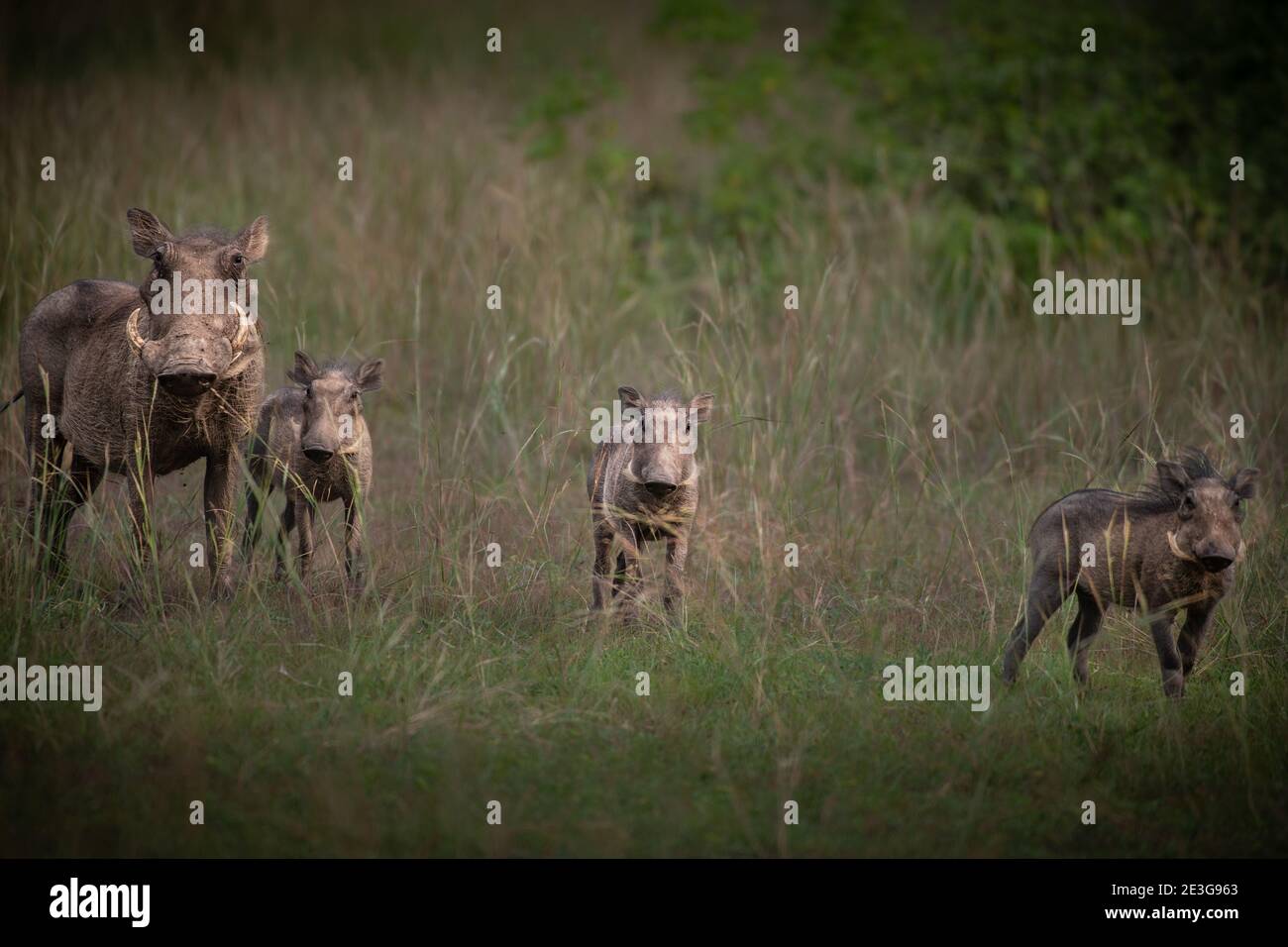 Wilde Warzenschweine in Afrika. Stockfoto