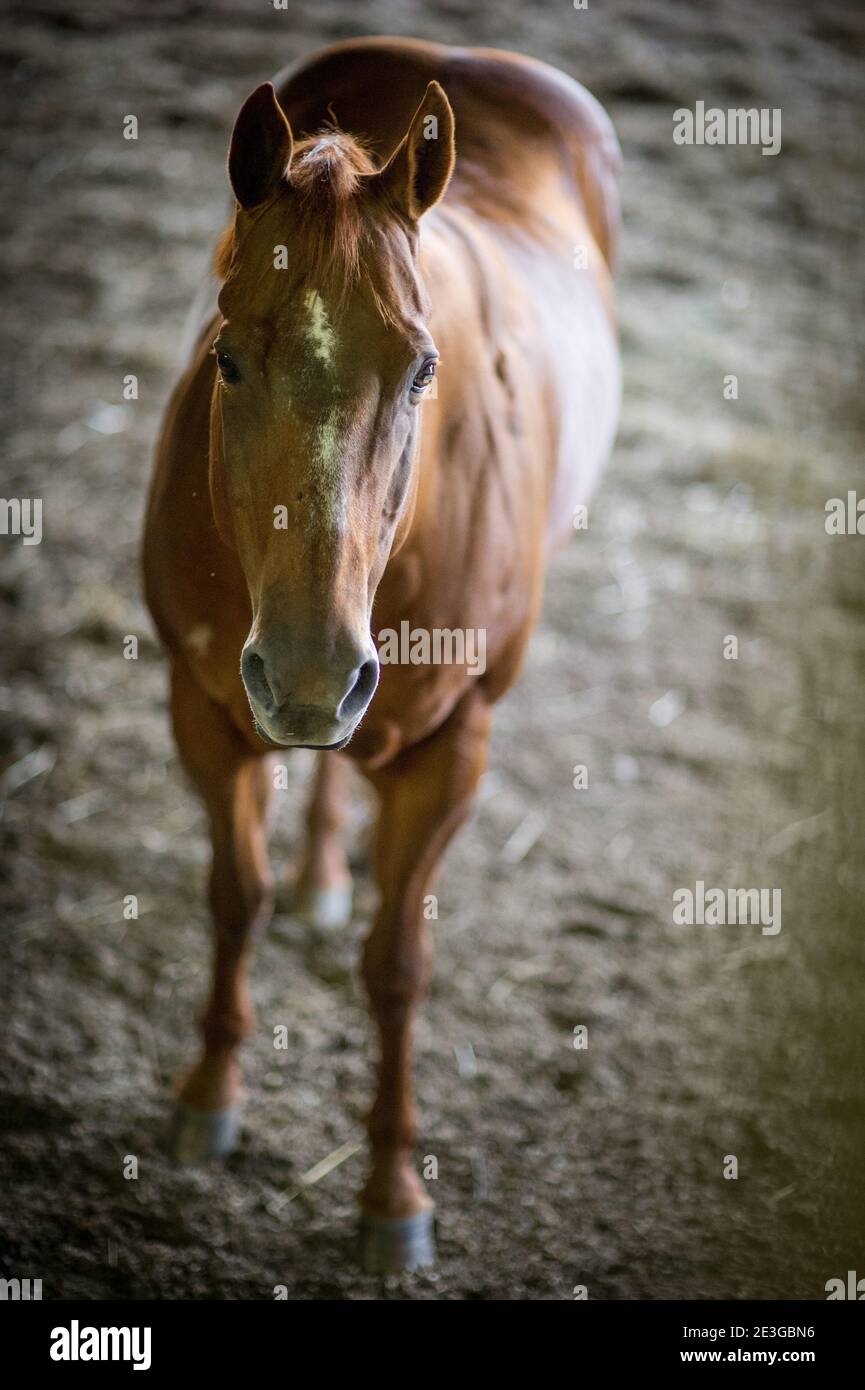 Brown american Quarter Pferd in einer Indoor-Arena Stockfoto