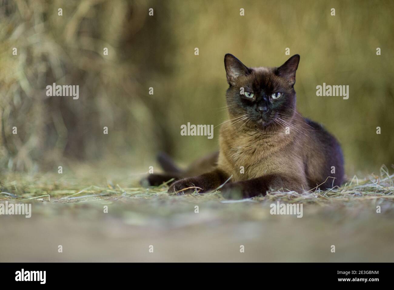 braun und schwarz Fuzzy Katze hängen in einer Scheune Stockfoto