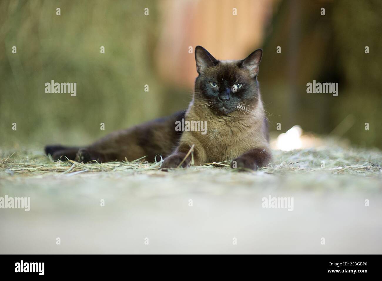 braun und schwarz Fuzzy Katze hängen in einer Scheune Stockfoto
