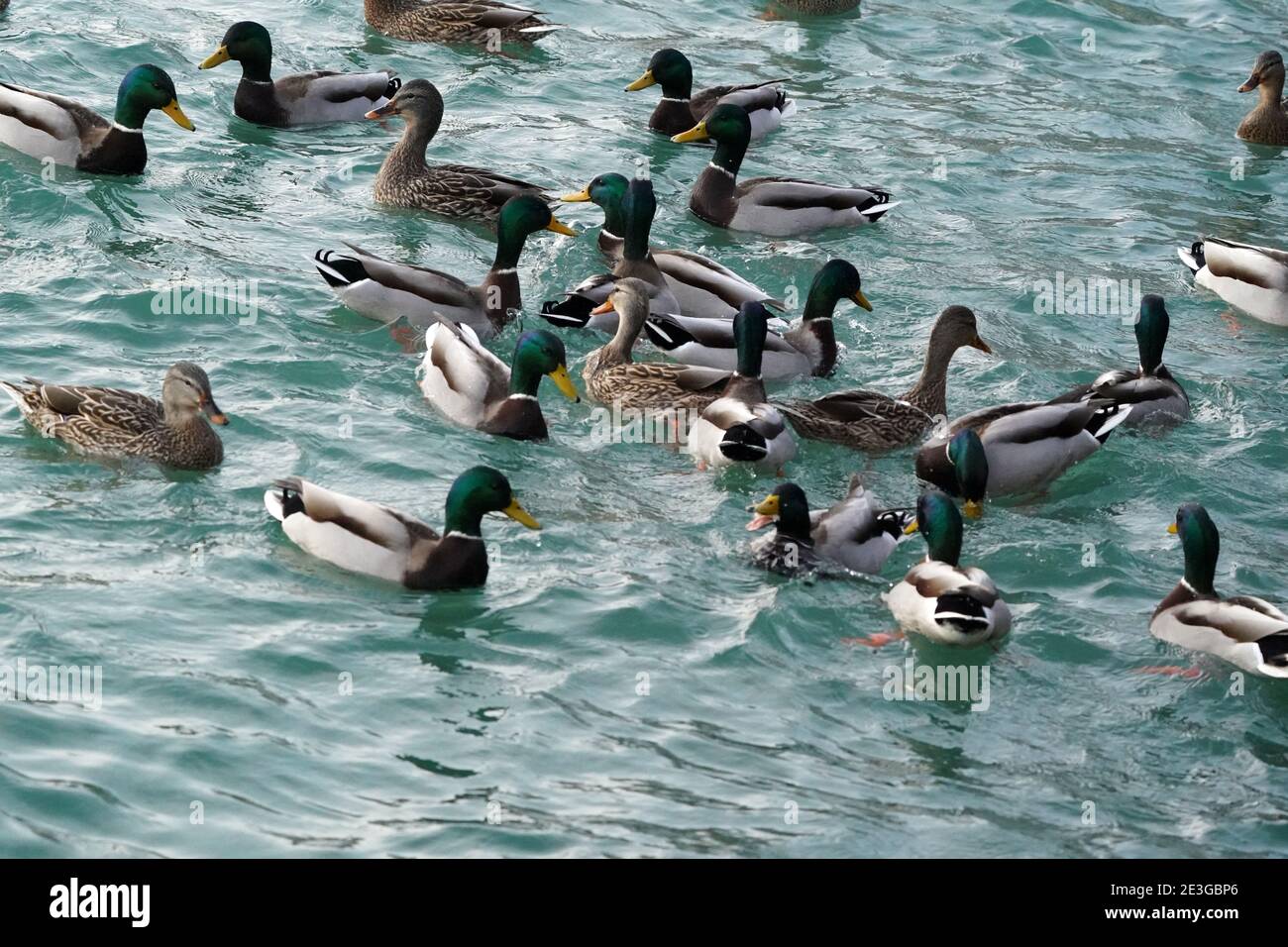 Mallard Ducks in Fütterung Raserei Stockfoto