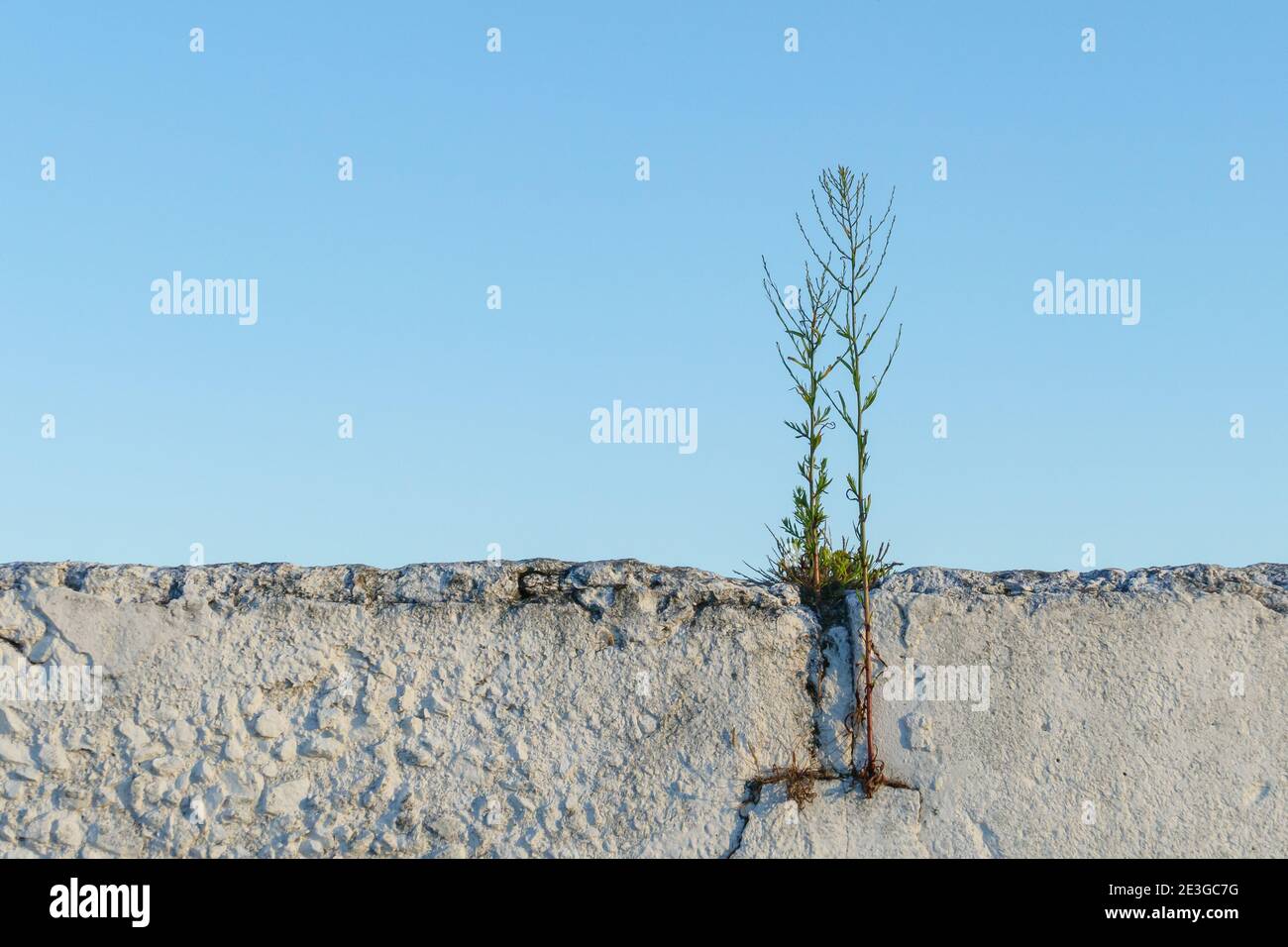 Pflanzen wachsen in einem Riss in einer Wand Stockfoto