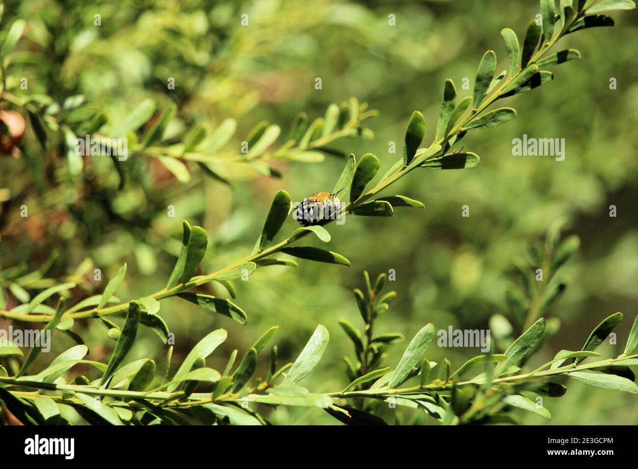 Blue Banded Bee (Amegilla cingulata), die auf dem Wattstrauch ruht, South Australia Stockfoto
