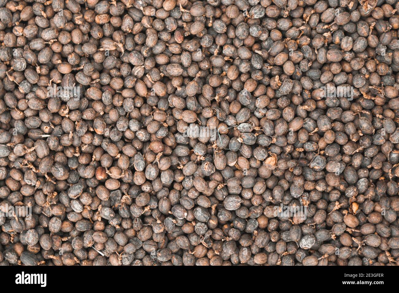 Getrocknete Robusta Kaffeebohne Kirsche mit Gewächshaus Solar Trocknungssystem. Trocken mit natürlichen Prozess. Stockfoto