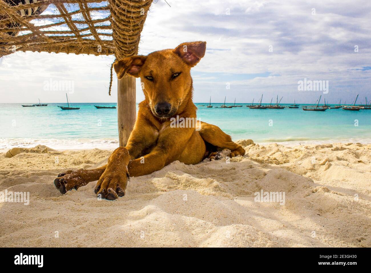Hund am Strand Stockfoto