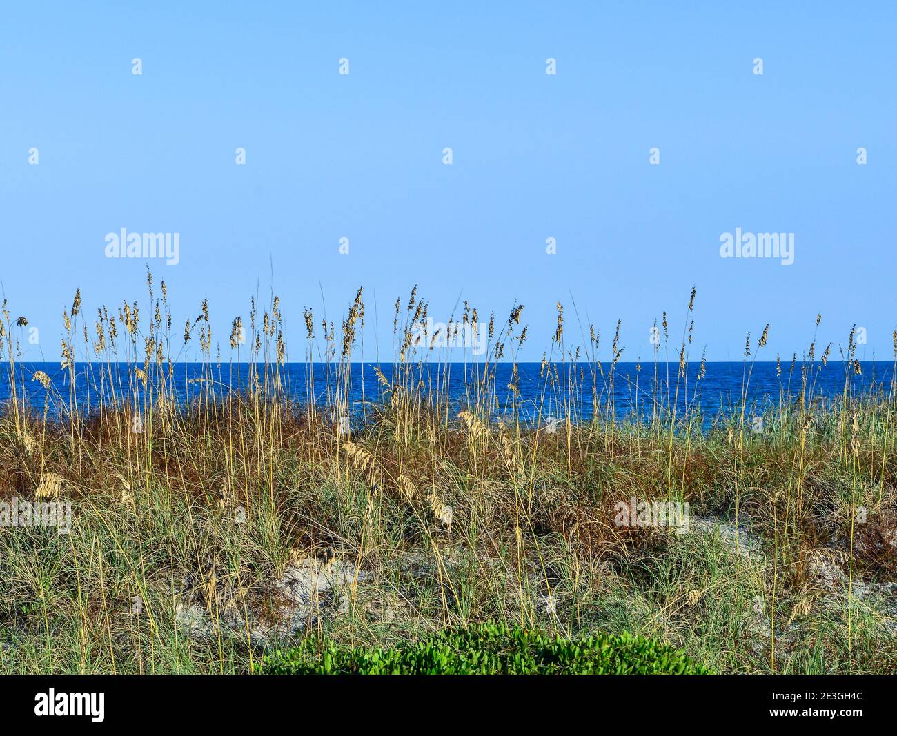 Ein beruhigender Blick durch die Seegräser auf den Dünen mit Blick auf den Atlantik vom Fernandina Beach, auf Amelia Island, FL, USA Stockfoto