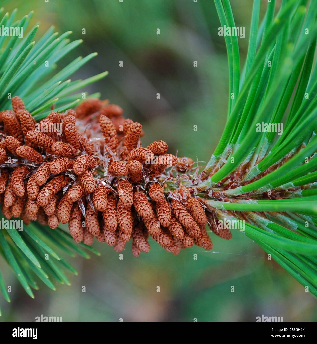 Pinus Stockfoto