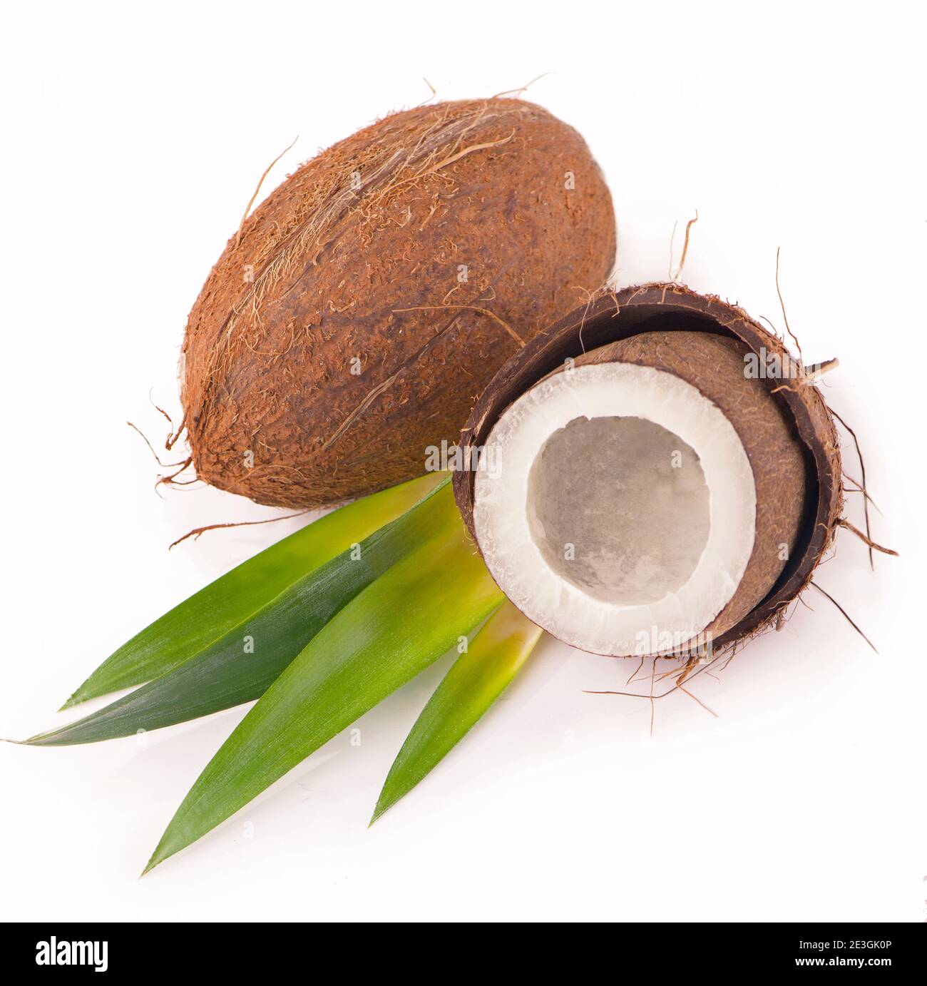 Kokosnüsse mit Blättern auf weißem Hintergrund. Stockfoto