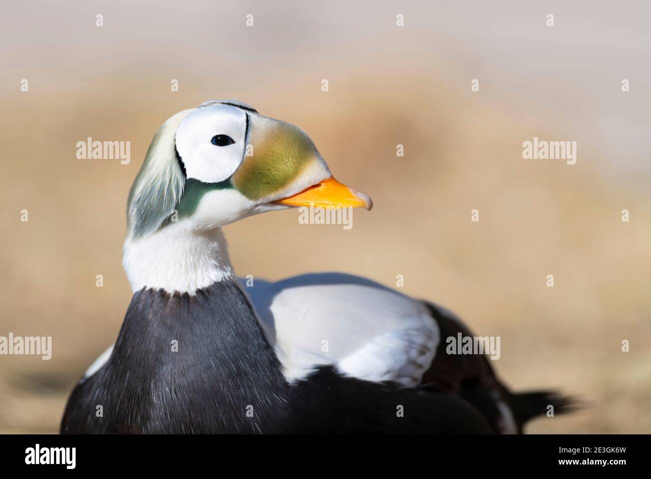 Ein schaueriger Eider-Rüde in Alaska Stockfoto