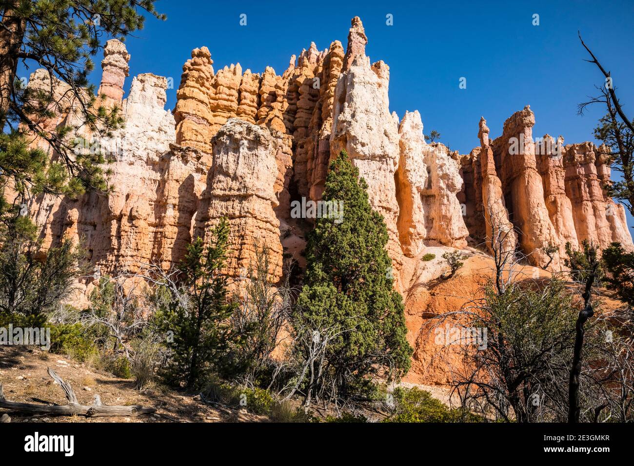 Hoodoos entlang des Fairyland Loop Trail, Bryce Canyon National Park, Utah, USA. Stockfoto