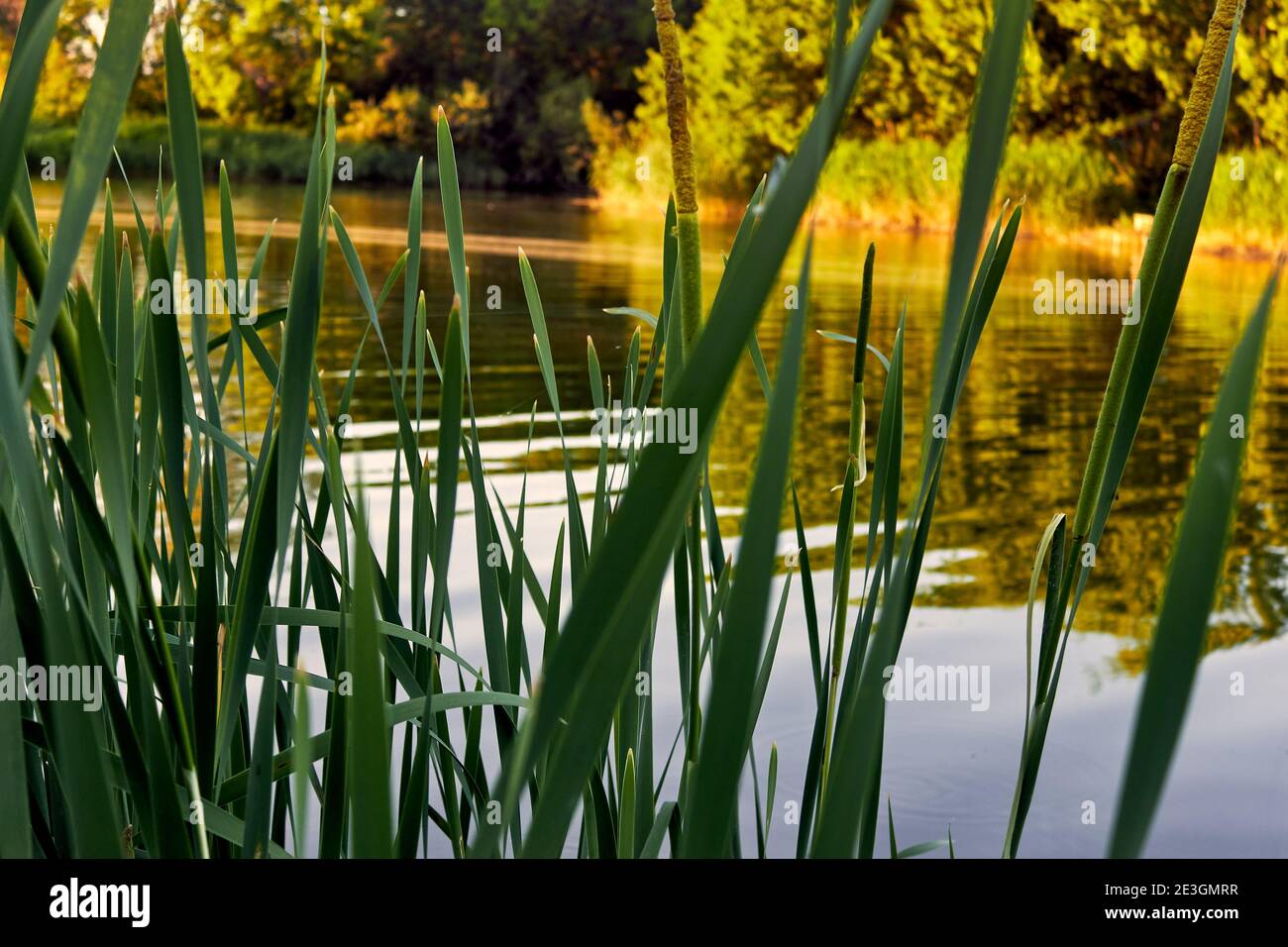 Gesättigte Sonnenuntergang Sommerlandschaft. Frische lange Blätter von Schilf durch einen hellen Teich von der untergehenden Sonne beleuchtet. Grüne Bäume auf der anderen Seite des Teiches. Stockfoto