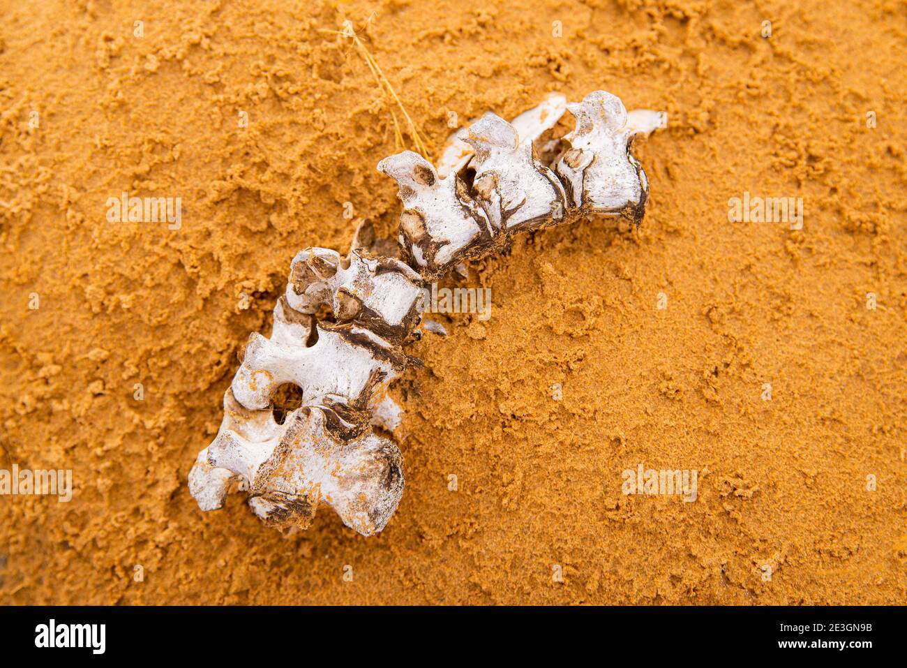 Tod in der Wüste. Weiße Knochen der Wirbelsäule oder Wirbelsäule in den kräuselnden Sanddünen in der Wüste. Stockfoto