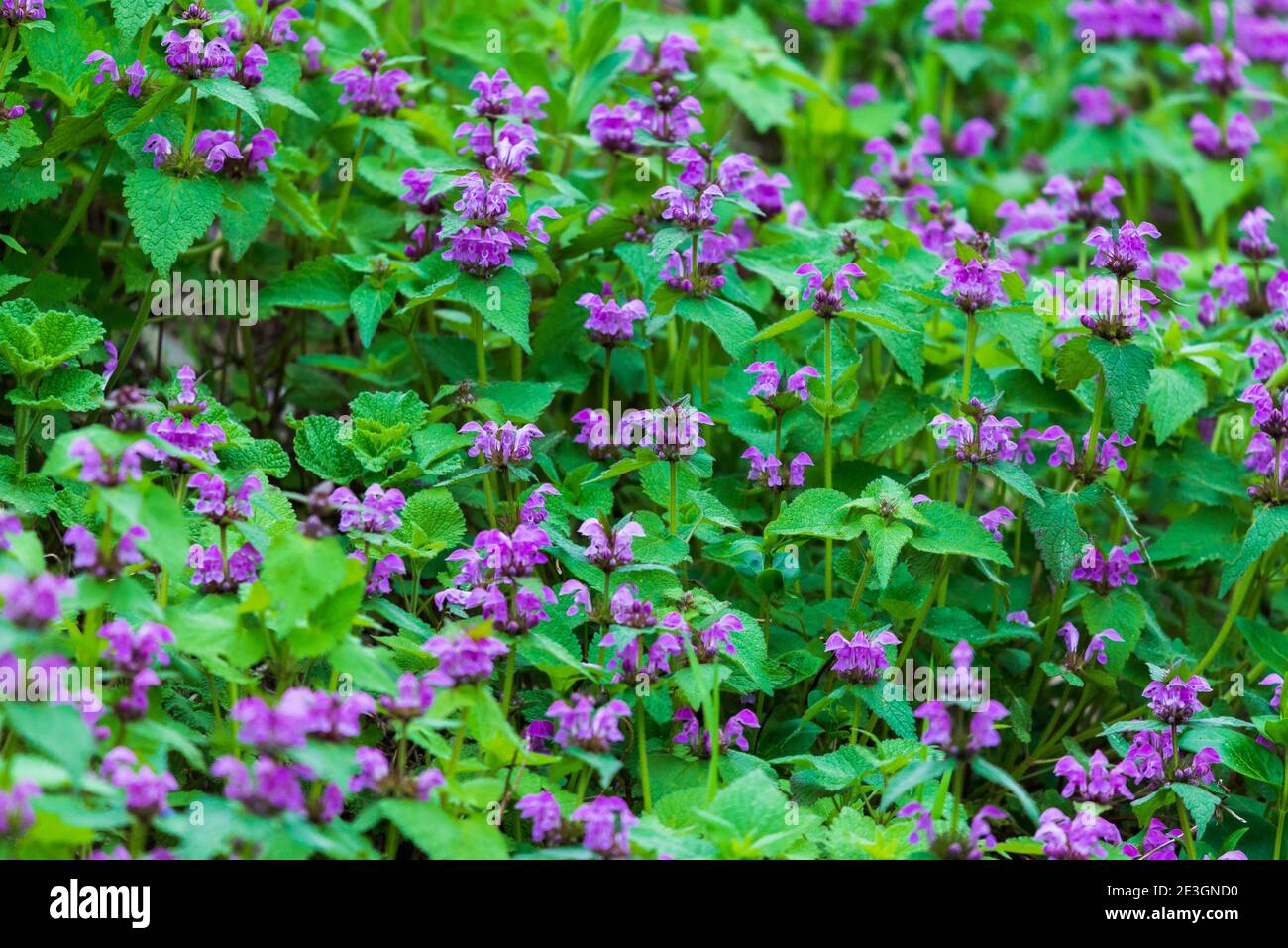 Lila Blüten von Lamium Maculatum kriechende Bodendeckerpflanze. Stockfoto