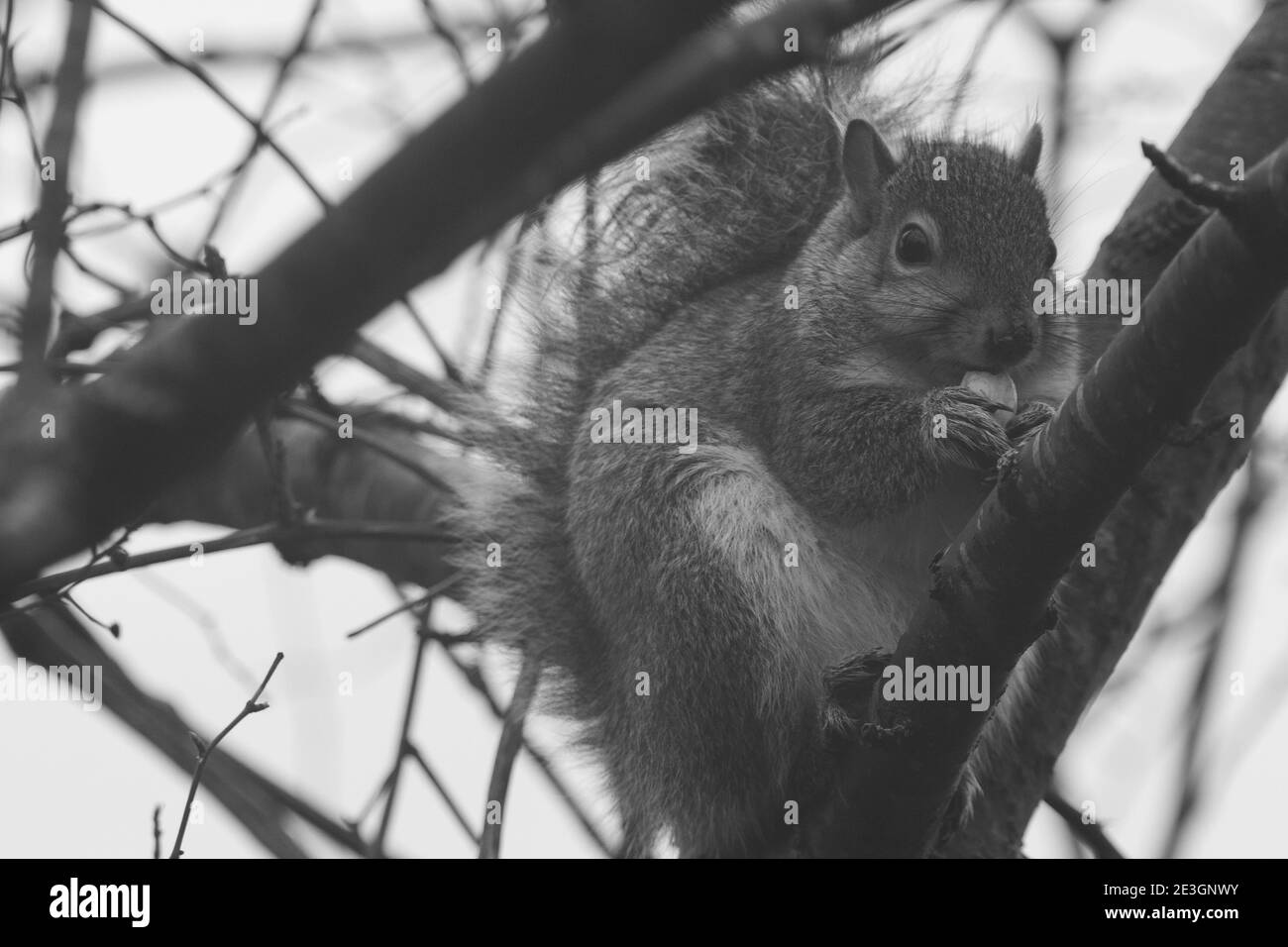 Monochromes graues Eichhörnchen, das Nüsse in einem Baum isst Stockfoto