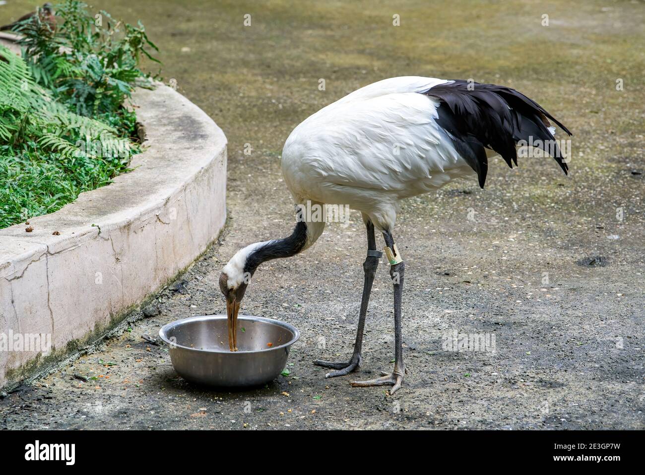 Nahaufnahme eines eleganten rotgekrönten Krans Stockfoto Nahaufnahme eines eleganten rotgekrönten Krans Stockfoto
