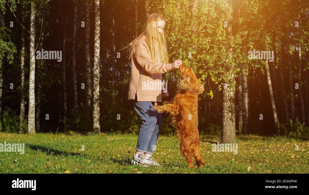 Teenager-Mädchen mit langen schönen Haaren spielt mit Spaniel Welpe Auf grüner Wiese gegen Bäume am Herbsttag Stockfoto