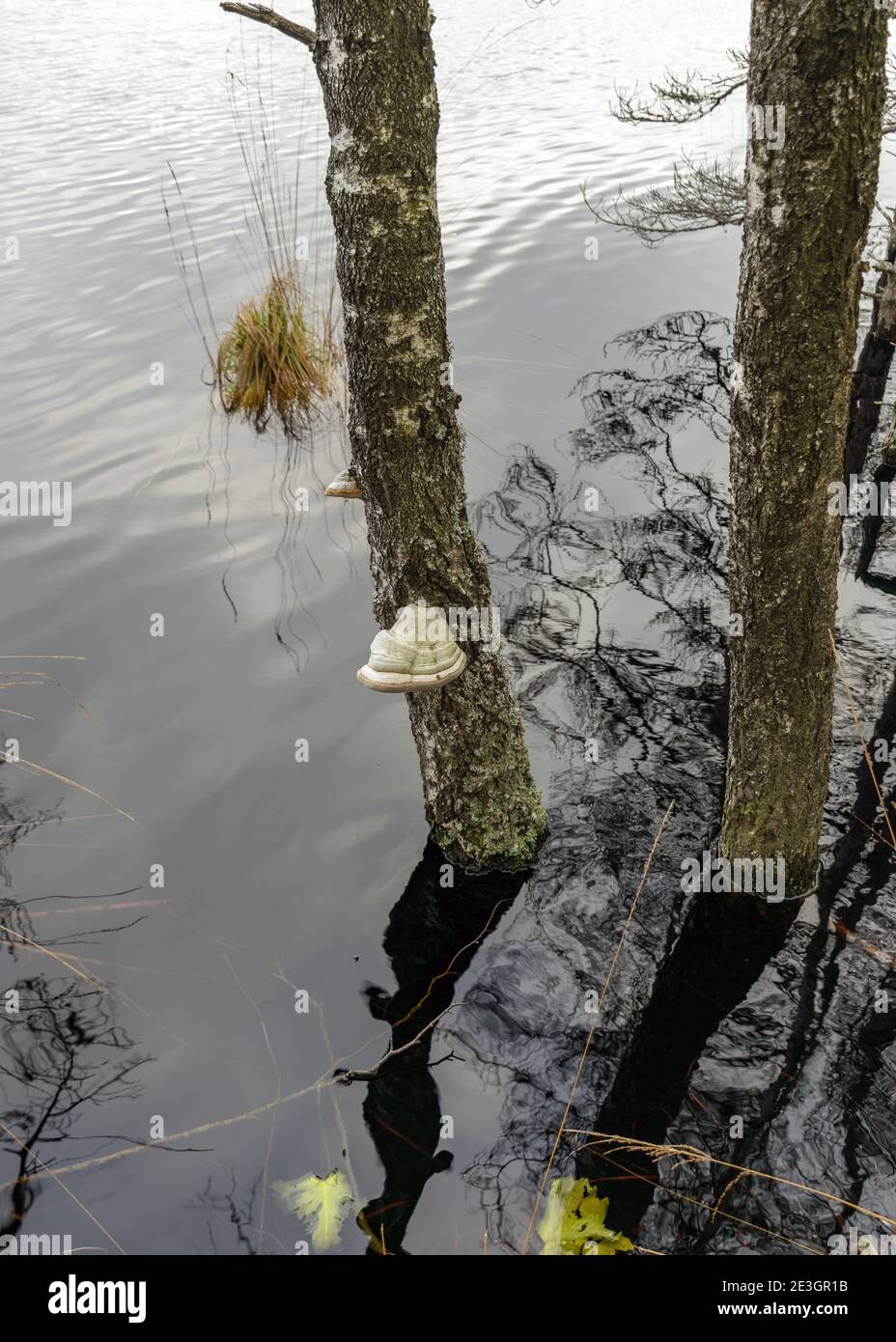 Bild mit Bittern auf einem alten Birkenstamm, sterbende Bäume am Ufer eines überfluteten Sees Stockfoto
