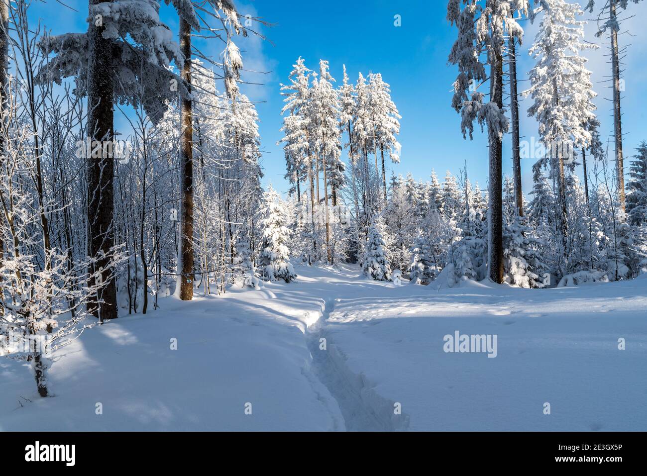 Winterlandschaft mit viel Schnee, gefrorenen Bäumen, Wanderweg und blauen Himmel in der Nähe Bily kriz in Moravskoslezske Beskiden Berge auf tschechisch - slova Stockfoto