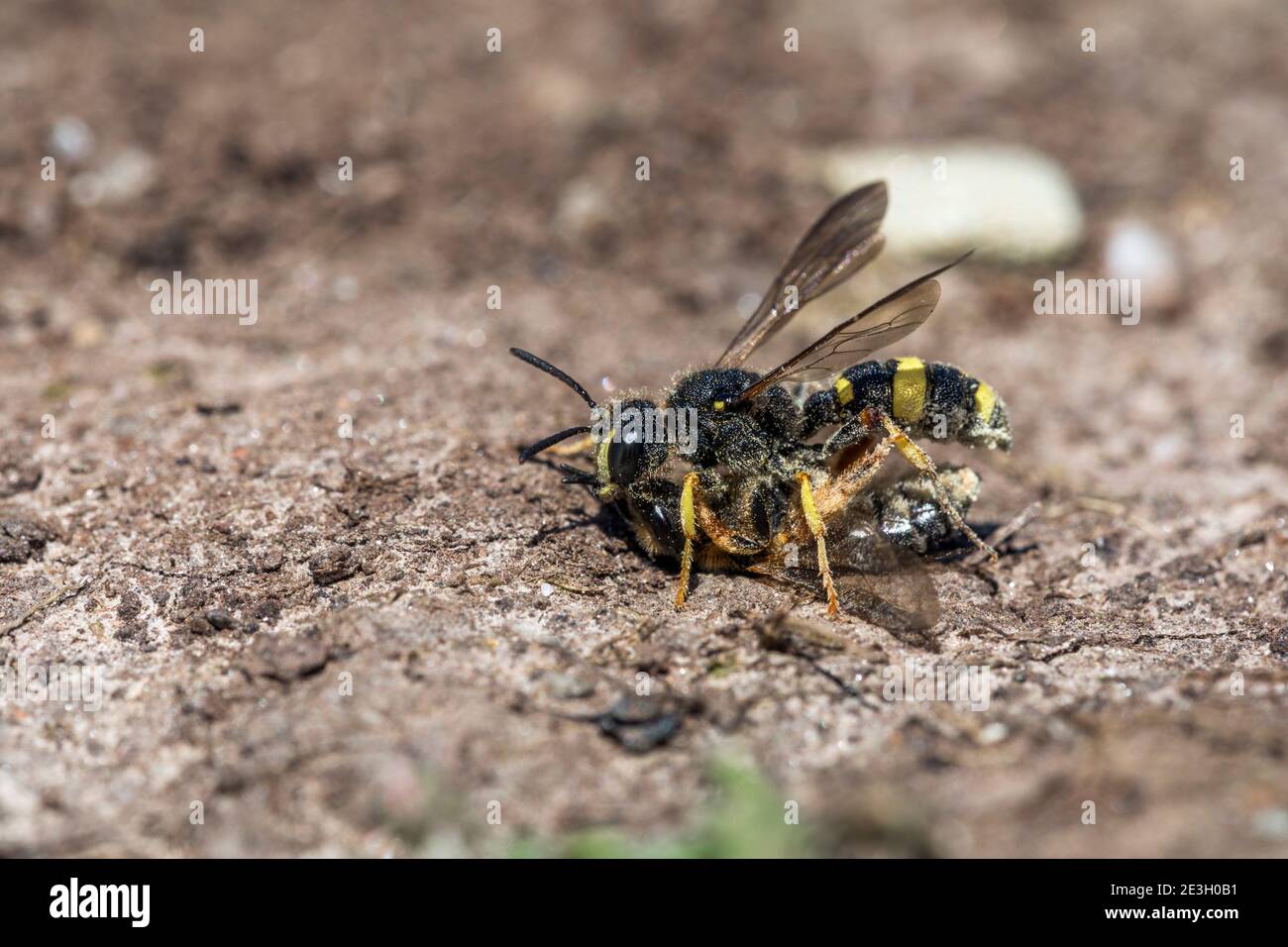 Ornate Digger Wasp; Cerceris rybyensis; mit Beute; UK Stockfoto