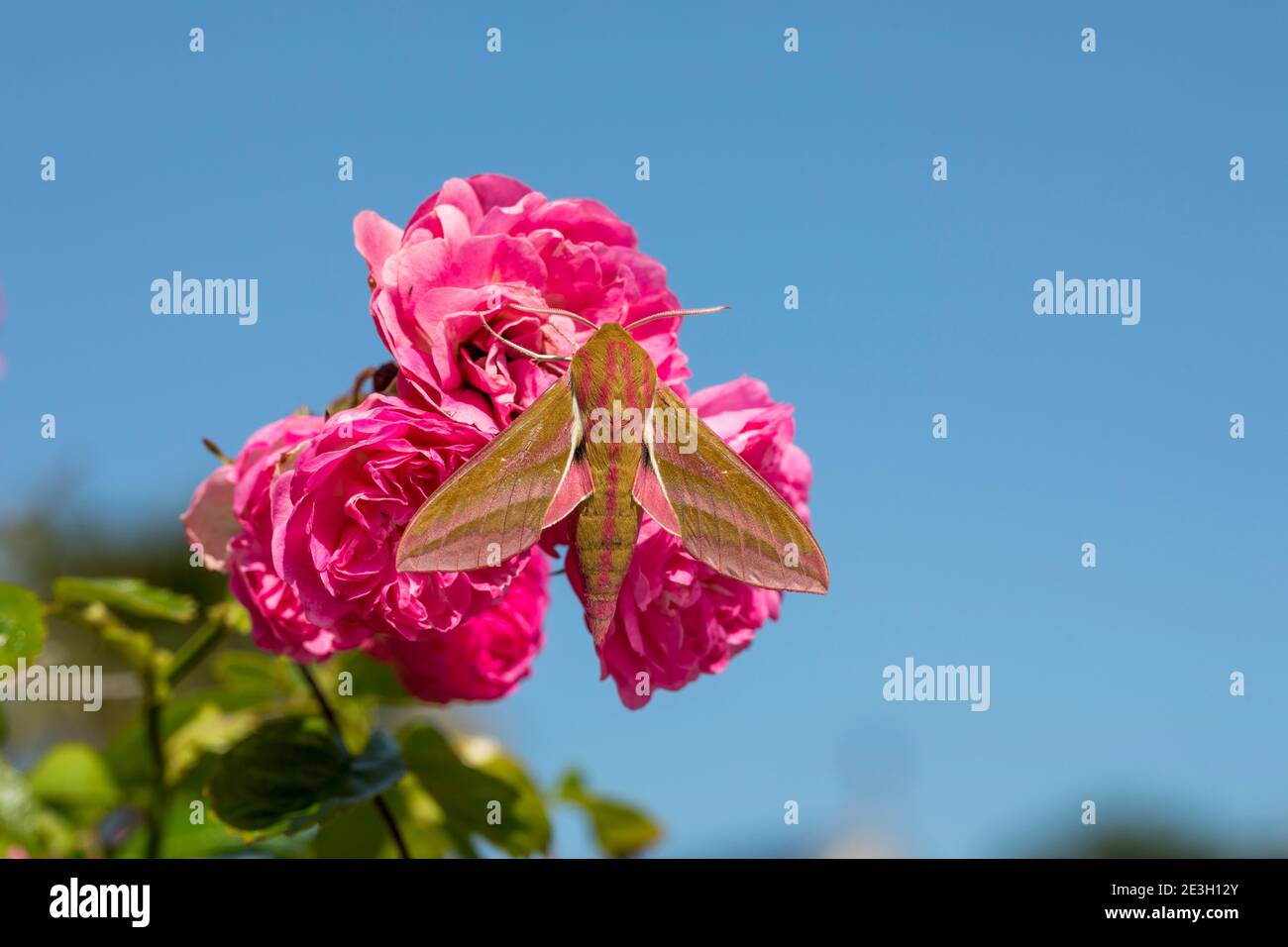 Elephant Hawk Moth; Deilephila elpenor; On Rose; Großbritannien Stockfoto