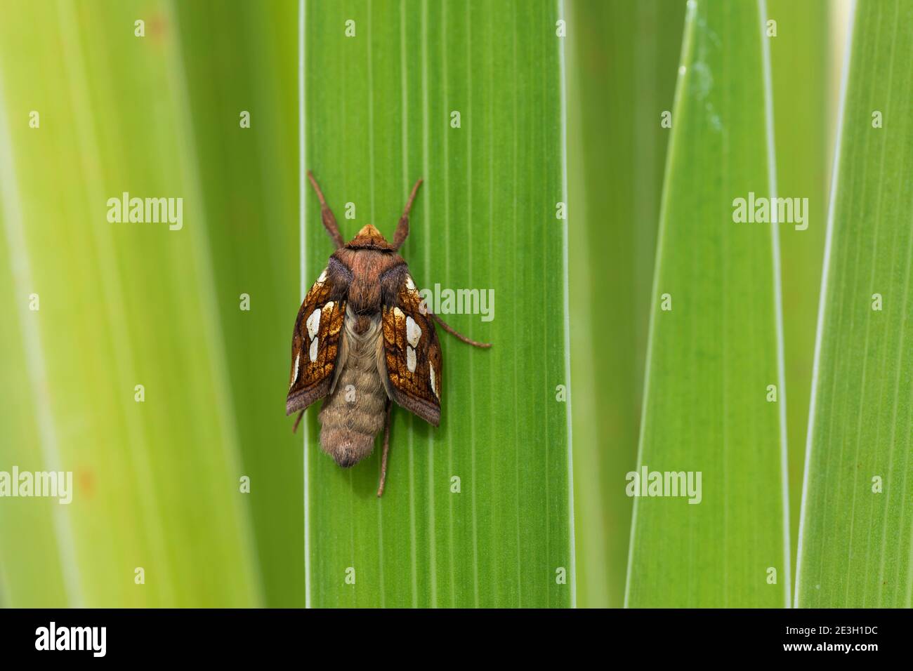 Gold Spot Moth; Plusia festucae; Emerging; Sommer; Großbritannien Stockfoto