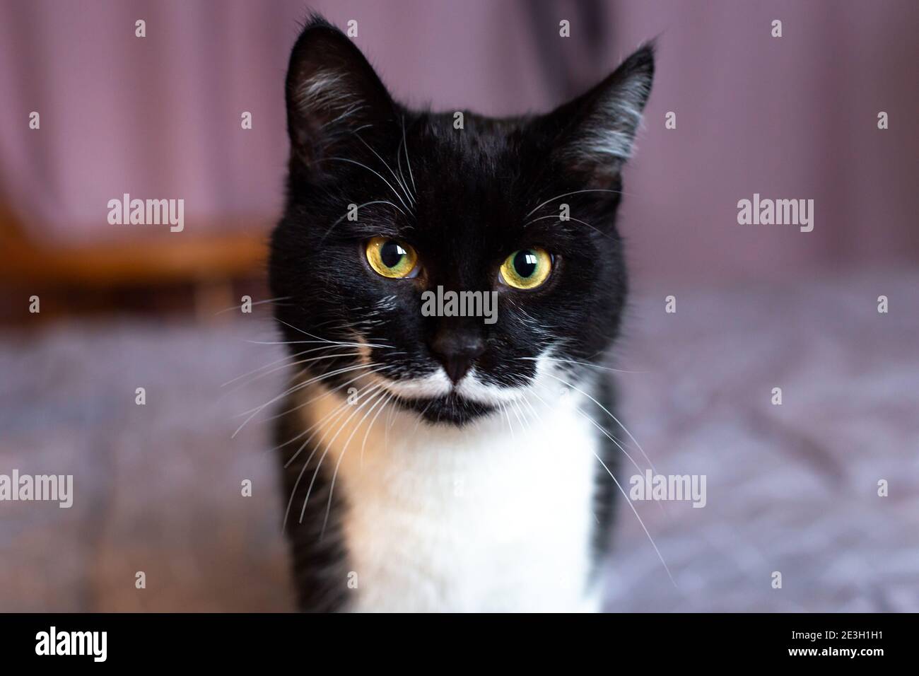 Eine wunderschöne schwarze Katze mit einem weißen Schnurrbart schaut mit gelben Augen auf die Kamera. Stockfoto