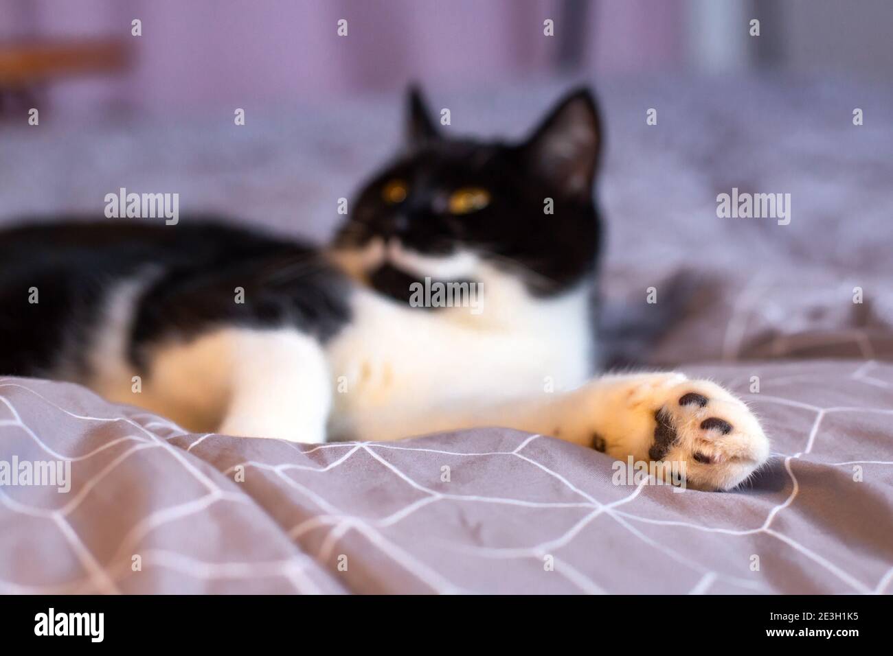 Nahaufnahme einer weißen Pfote einer liegenden schwarzen Katze Mit weißem Schnurrbart und gelben Augen Stockfoto