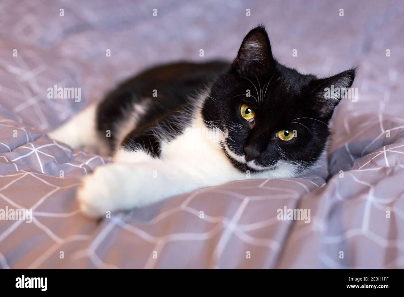 Eine wunderschöne schwarze Katze mit einem weißen Schnurrbart schaut mit gelben Augen auf die Kamera. Stockfoto