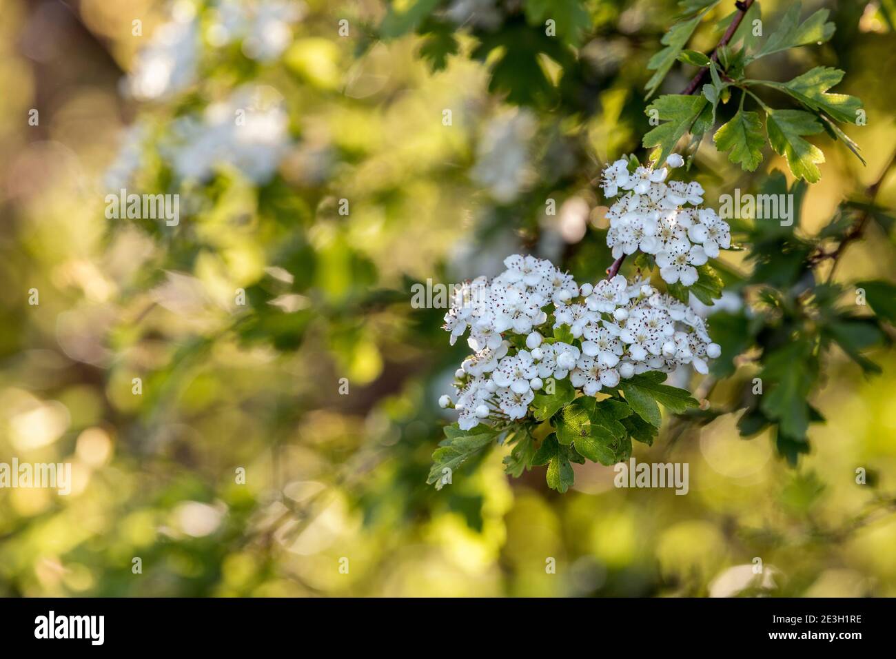 Weißdorn; Crataegus monogyna; Blossom; Großbritannien Stockfoto