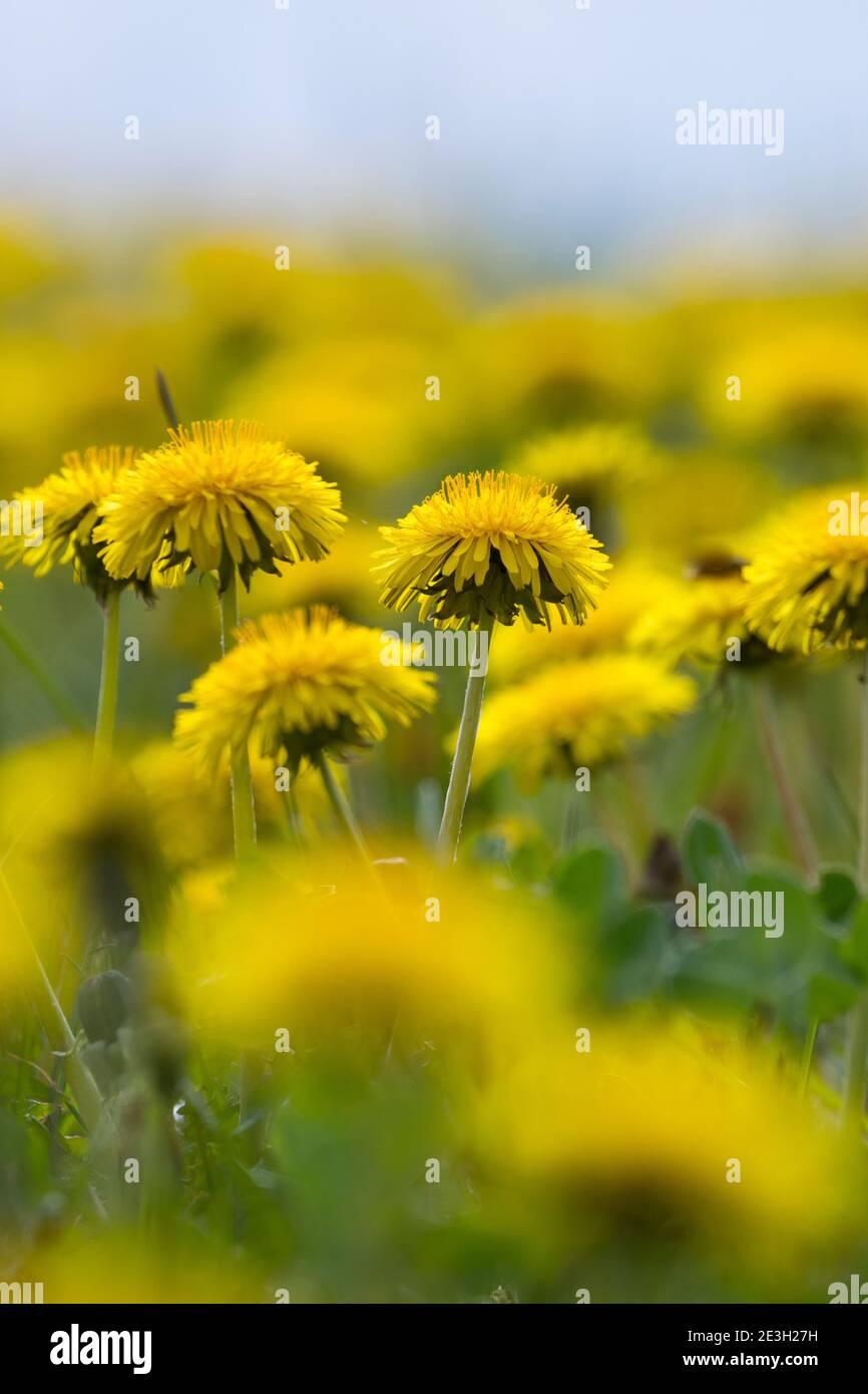 Löwenzahn, Löwenzahn-Wiese, Löwenzahnwiese, Wiesen-Löwenzahn, Wiesenlöwenzahn, Gemeiner Löwenzahn, gewöhnlicher Löwenzahn, Kuhblume, Taraxacum officin Stockfoto