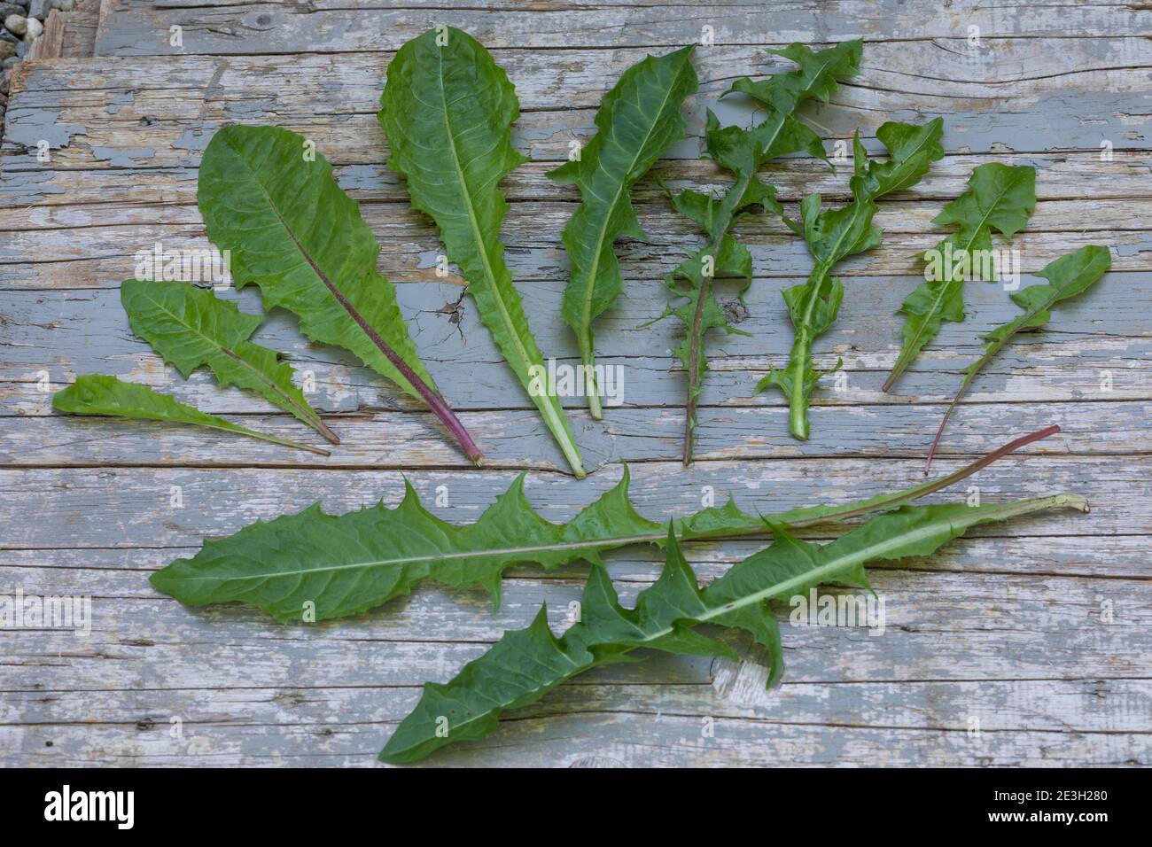 Löwenzahn, Wiesen-Löwenzahn, Wiesenlöwenzahn, Gemeiner Löwenzahn, Kuhblume, Gewöhnlicher Löwenzahn, Taraxacum Officinale, Taraxacum sect Ruderalia, D Stockfoto