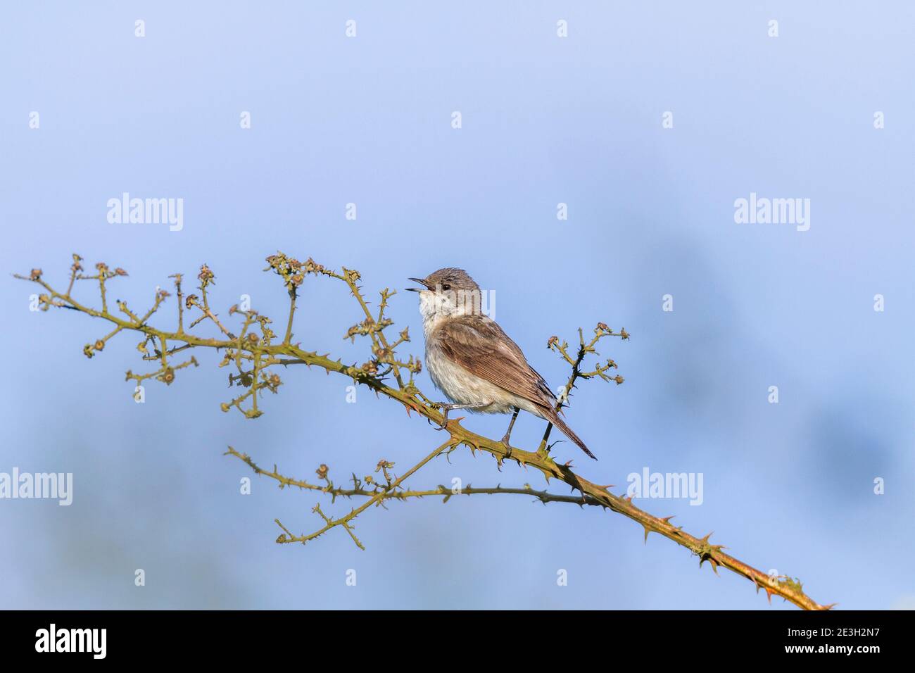 Lesser Whitethroat; Sylvia curruca; Gesang; Großbritannien Stockfoto