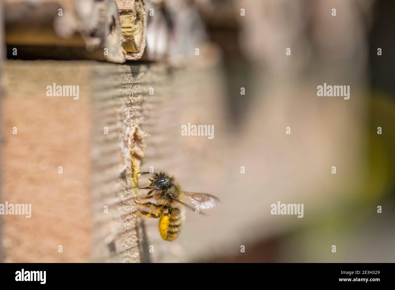 Red Mason Bee; Osmia bicornis; at IT's Hole with Pollen; Großbritannien Stockfoto