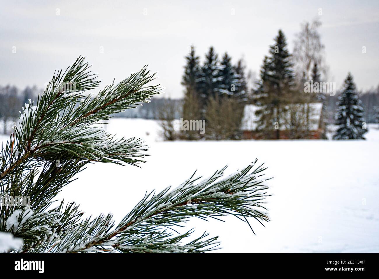 Wunderbare weiße Winterlandschaft in der Landschaft mit Bäumen bedeckt Bei Schnee nach großem Schneefall und traditionellem alten Holzhaus In Litauen Stockfoto