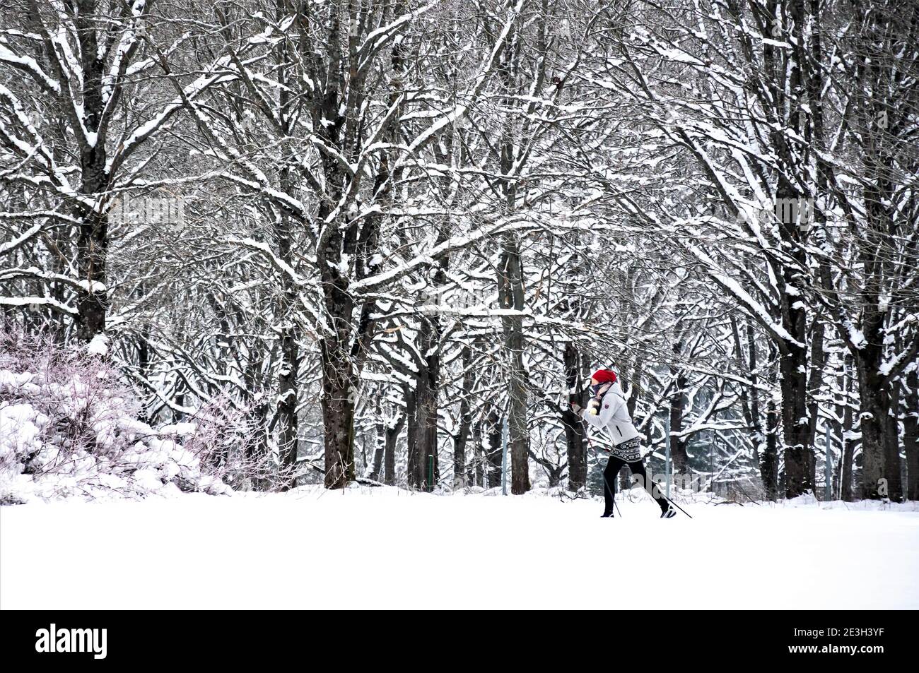 Mädchen oder Frau Skifahrerin mit lässiger Kleidung Langlauf Auf einer Strecke in schönen Winter weiß Wunderland Landschaft in Winter im Wald Stockfoto