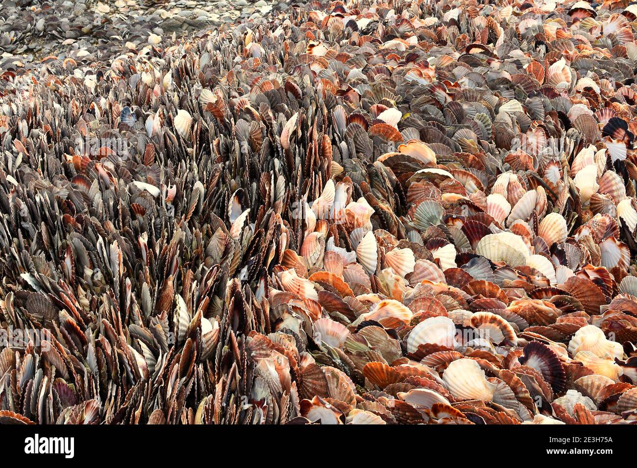 Stapel leerer Muscheln, Jakobsmuscheln, Muschelfischen Stockfoto
