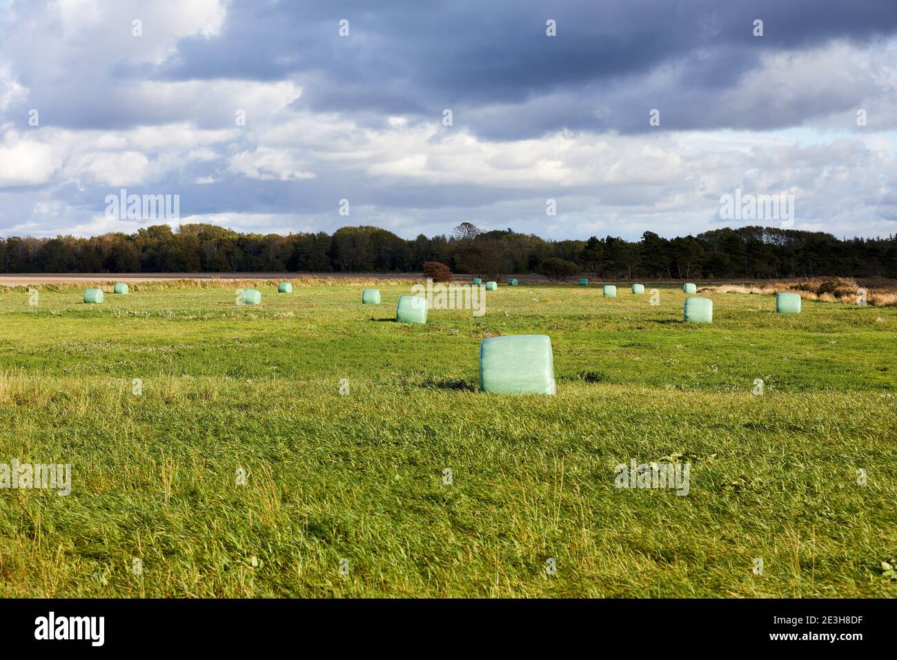 Strohballen in Kunststoffverpackung auf einem Grasfeld; Samsø, Dänemark Stockfoto