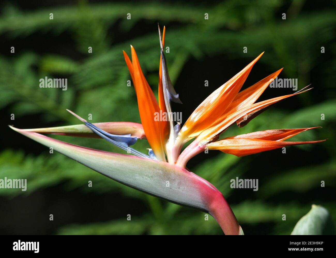 Paradiesvogel Blume mit grünem Hintergrund. Grüner Hintergrund mit verschwommenen Farnpflanzen erstellt. Stockfoto