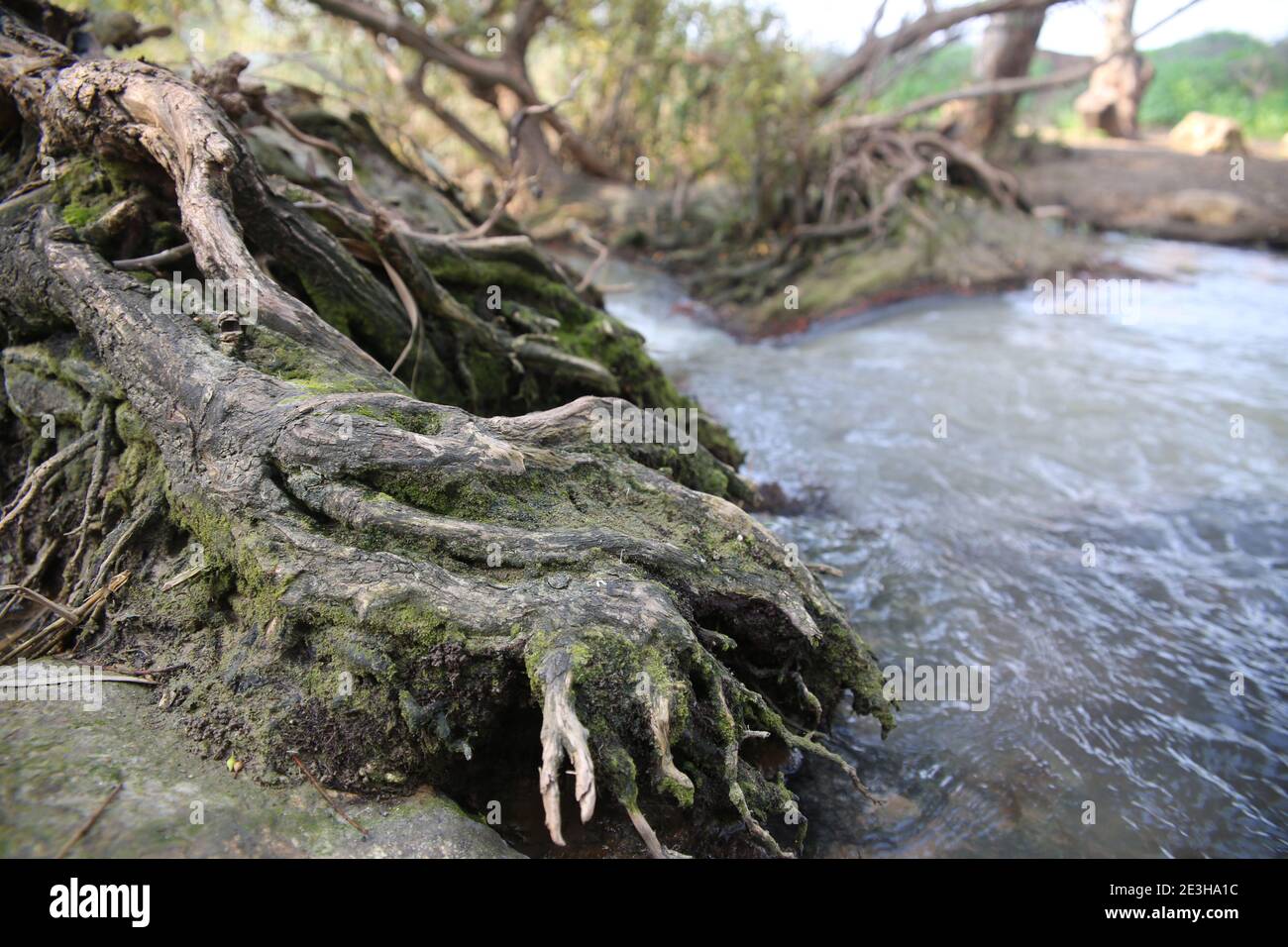 Abseits der ausgetretenen Pfade in Israel EIN natürlicher Weg weiter Die Ufer des Flusses Yarkon Stockfoto
