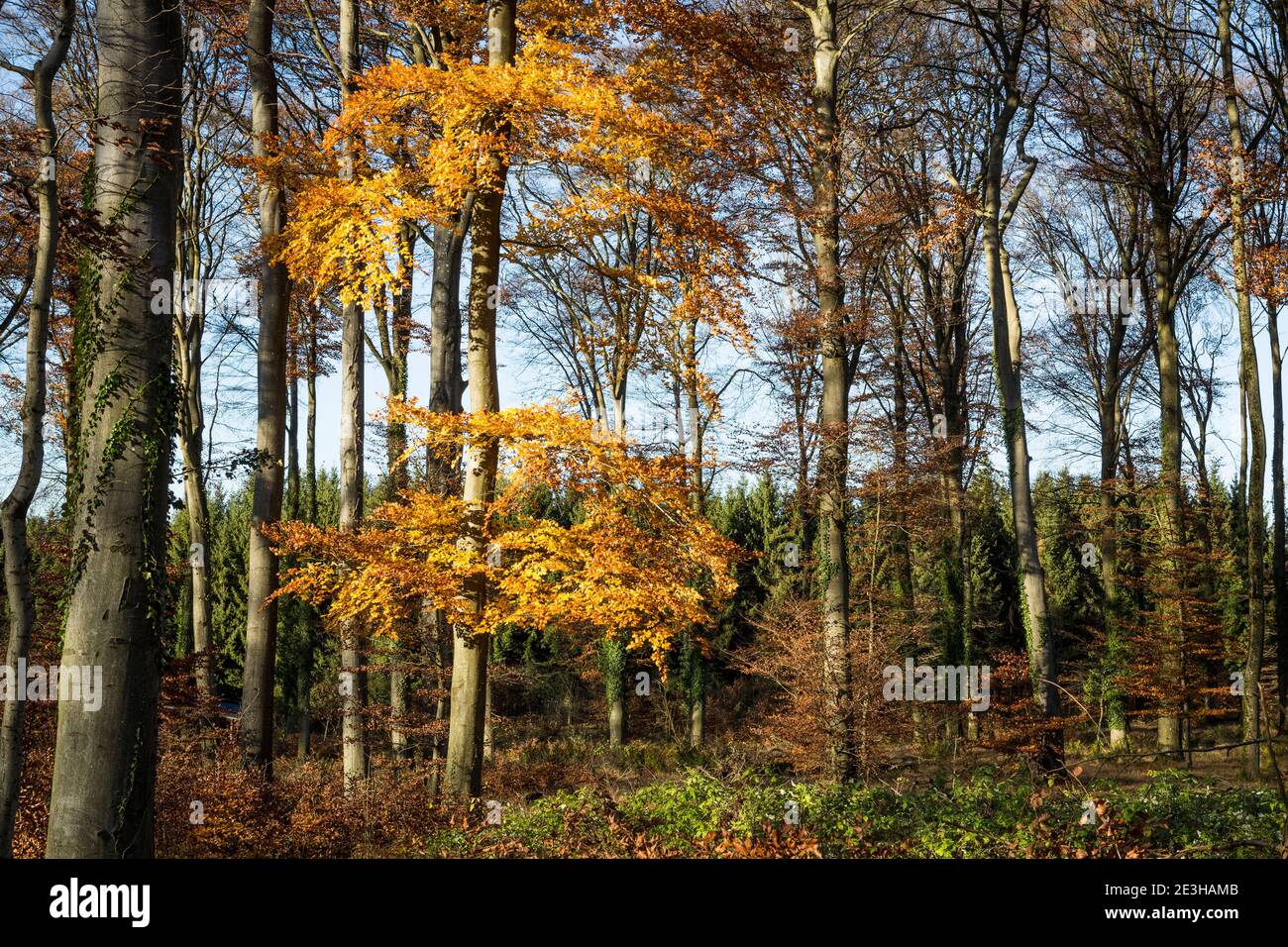 Herbstwälder Szene Stockfoto