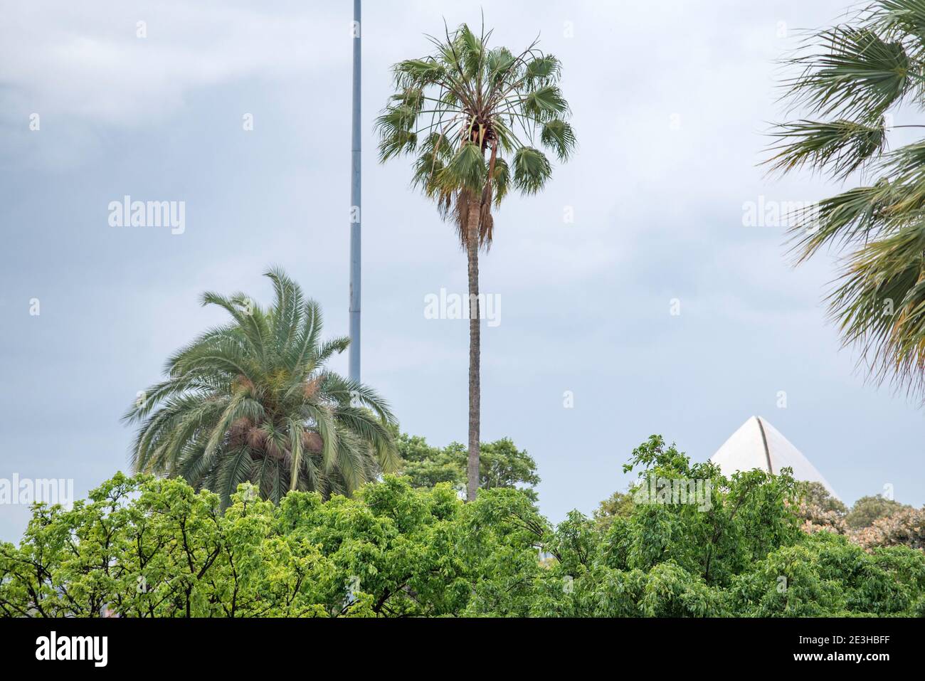 Die Spitze eines der Segel des Sydney Opera House ist über der Baumgrenze zu sehen, fast versteckt, in den Royal Botanic Gardens in Australien Stockfoto