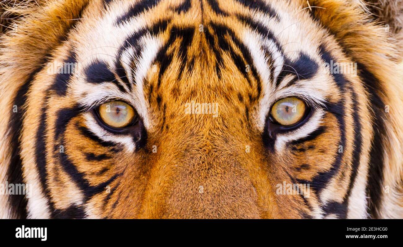 Augen eines bengalischen Tigers (Panthera tigris), Ranthambore National Park, Rajasthan, Nordindien: Intensiver Blick, starrende Augen, gegenüberliegende Kamera, Blickkontakt Stockfoto
