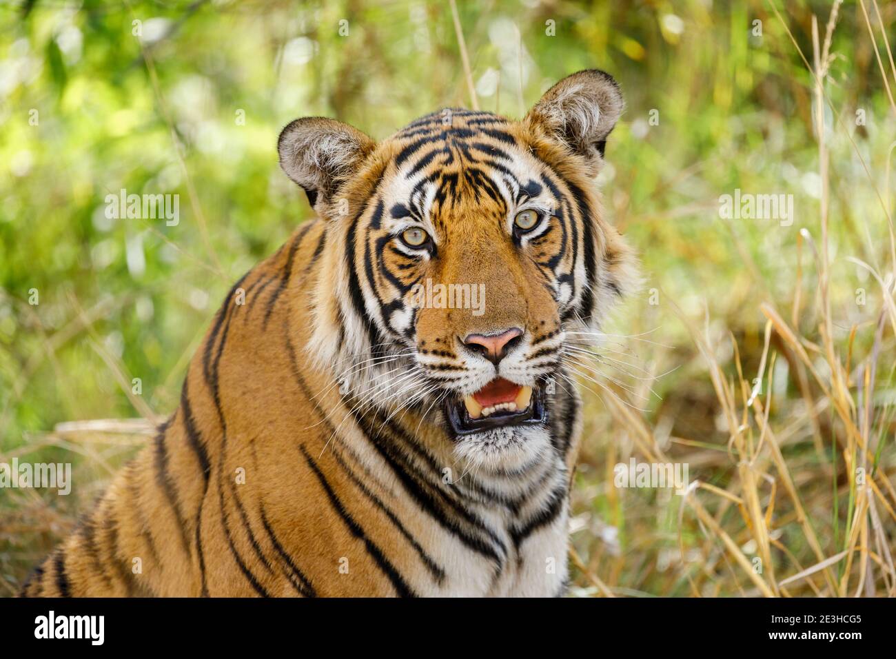 Bengal Tiger (Panthera tigris), Ranthambore National Park, Rajasthan, Nordindien Stockfoto