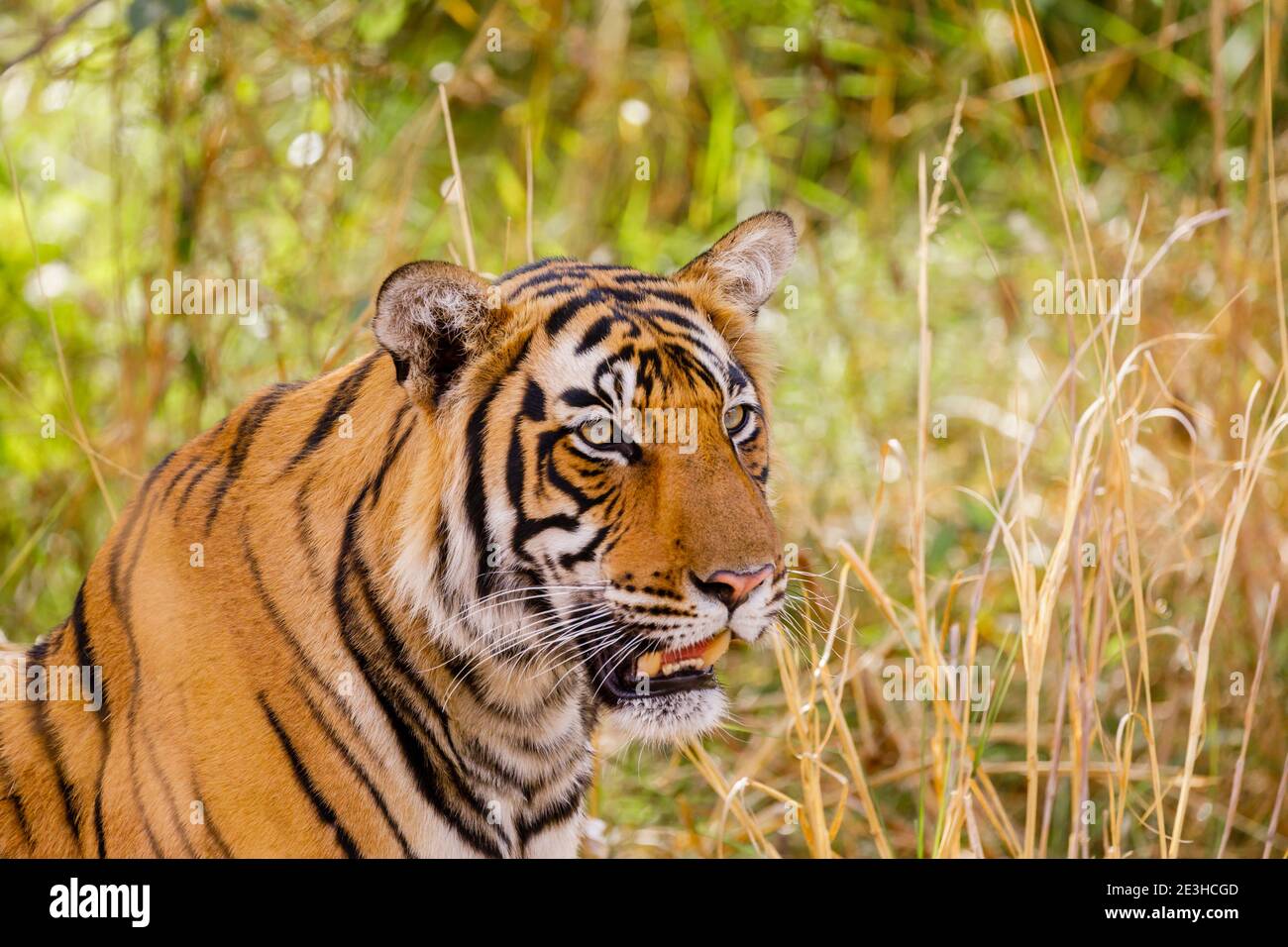 Bengal Tiger (Panthera tigris), Ranthambore National Park, Rajasthan, Nordindien Stockfoto