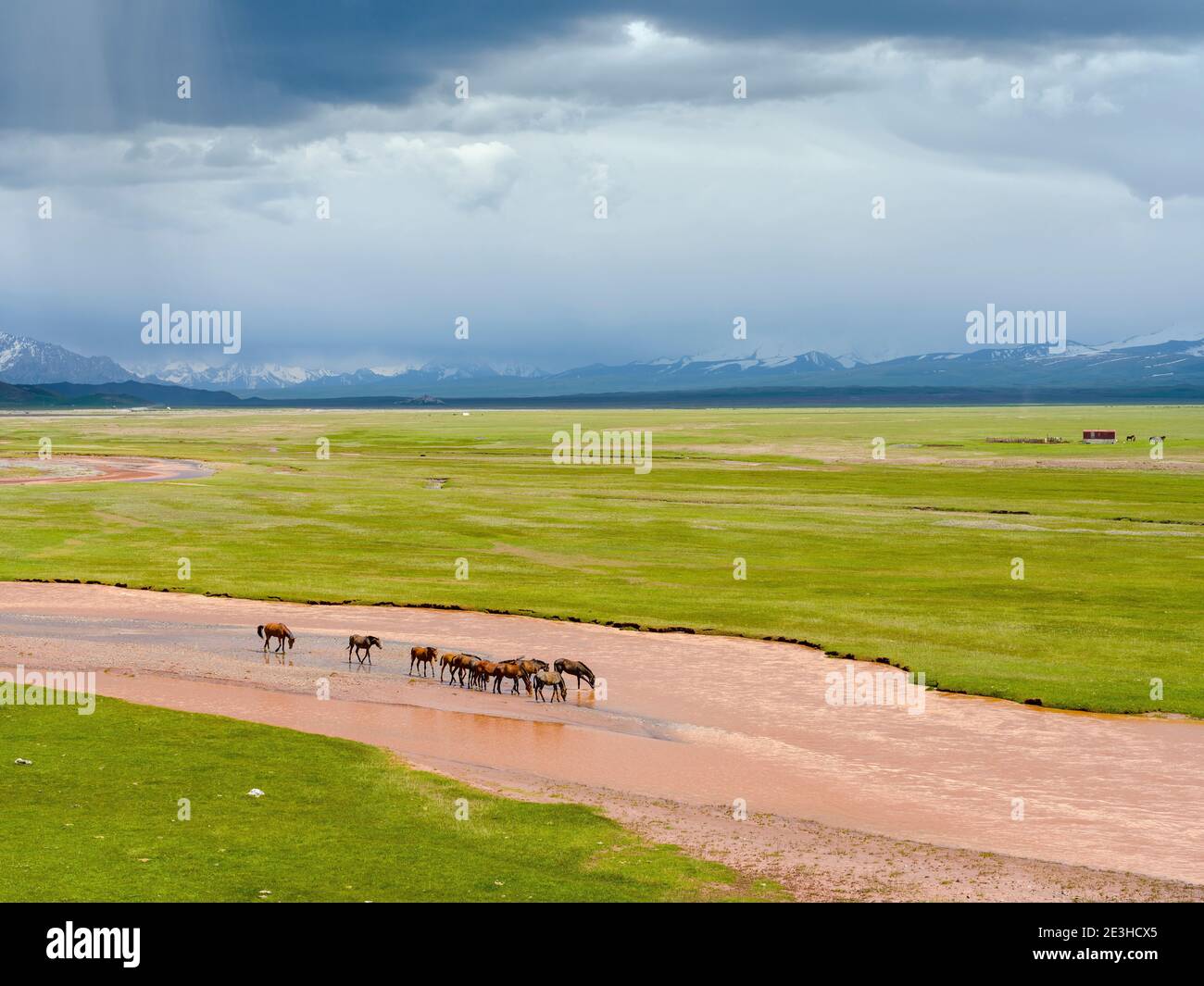 Pferde im Alajtal und die Trans-Allay-Gebirgskette im Pamir-Gebirge. Asien, Zentralasien, Kirgisistan Stockfoto