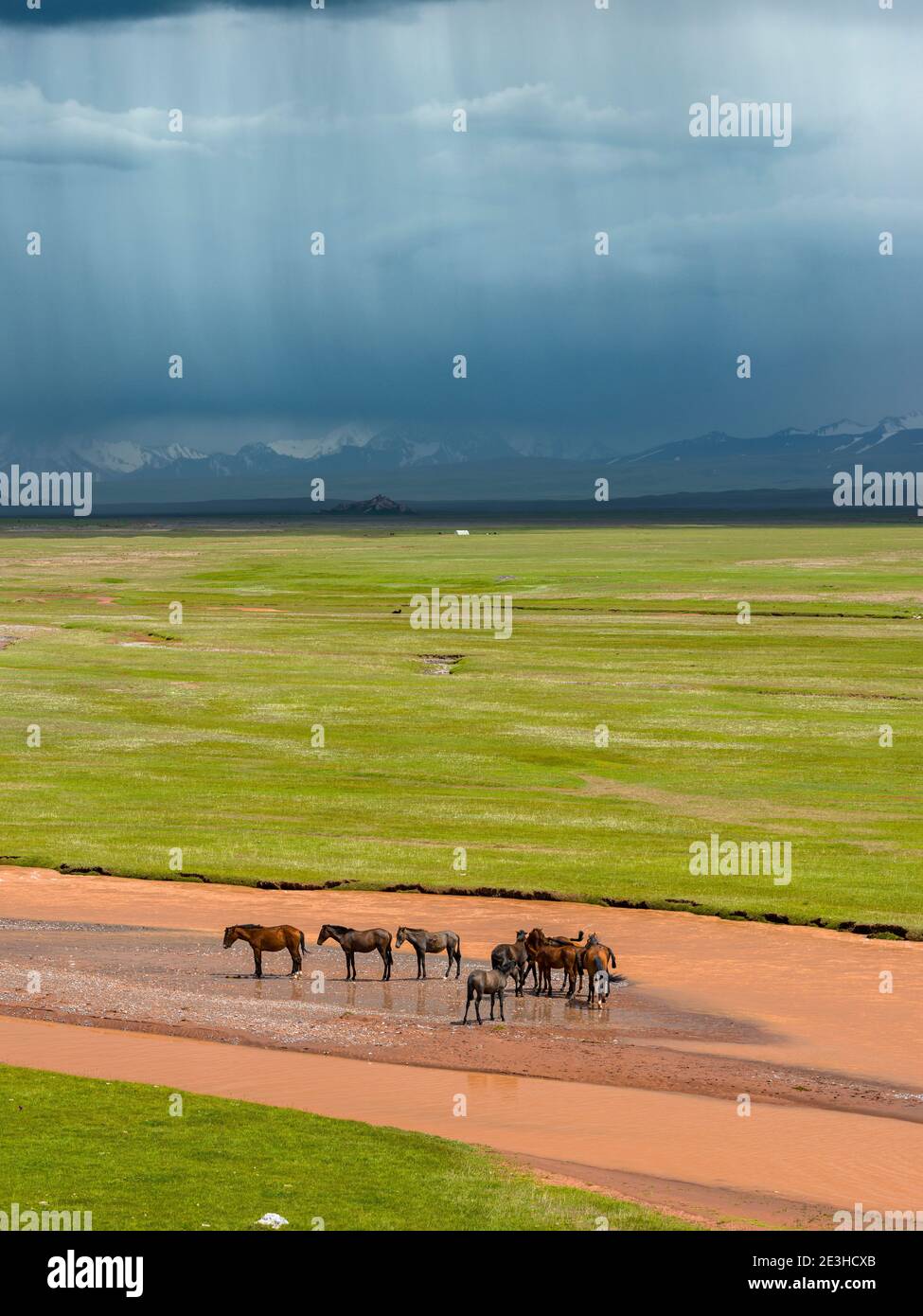 Pferde im Alajtal und die Trans-Allay-Gebirgskette im Pamir-Gebirge. Asien, Zentralasien, Kirgisistan Stockfoto