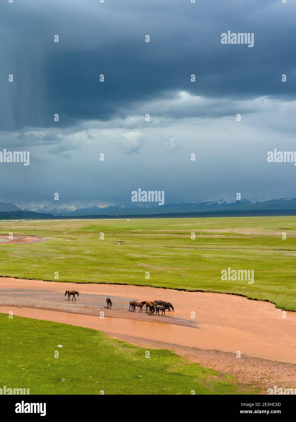 Pferde im Alajtal und die Trans-Allay-Gebirgskette im Pamir-Gebirge. Asien, Zentralasien, Kirgisistan Stockfoto