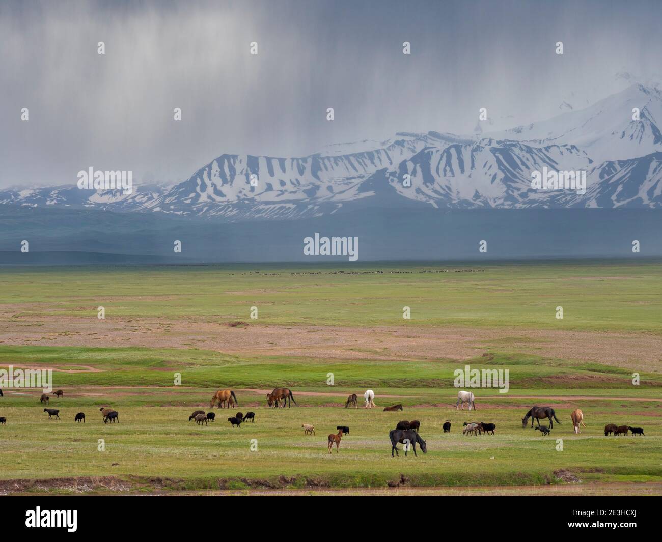 Schafe im Alaj-Tal vor dem Trans-Allay-Gebirge im Pamir-Gebirge. Asien, Zentralasien, Kirgisistan Stockfoto