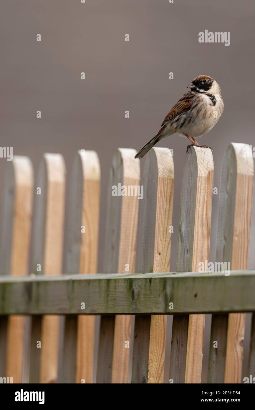 Gemeiner Schilfbauch (Emberiza schoeniclus), Cumbria, Großbritannien Stockfoto
