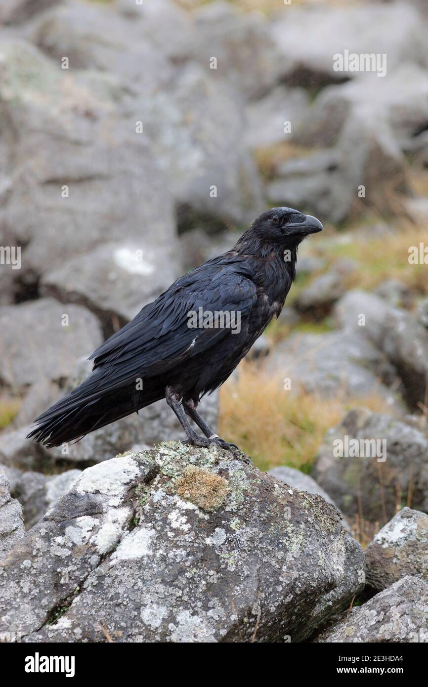 Raven (Corvus corax), kontrolliert, Cumbria, Großbritannien Stockfoto